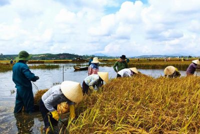 Các cô giáo tham gia thu hoạch lúa giúp bà con nông dân bị thiệt hại sau cơn bão số 5.